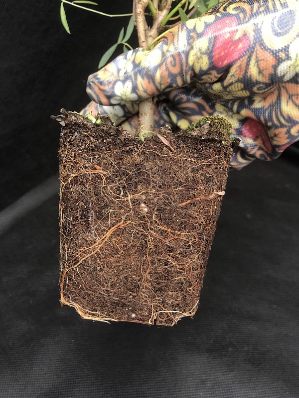 Ива Вавилонская криспа 1 шт Р9